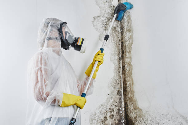 Best Post-Flood Mold Remediation in Reedsburg, WI