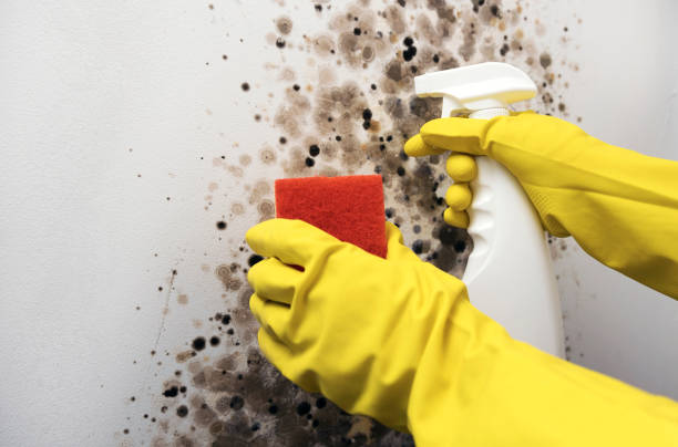 Best Emergency Mold Remediation in Reedsburg, WI